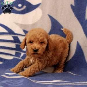 Ursa, Mini Goldendoodle Puppy